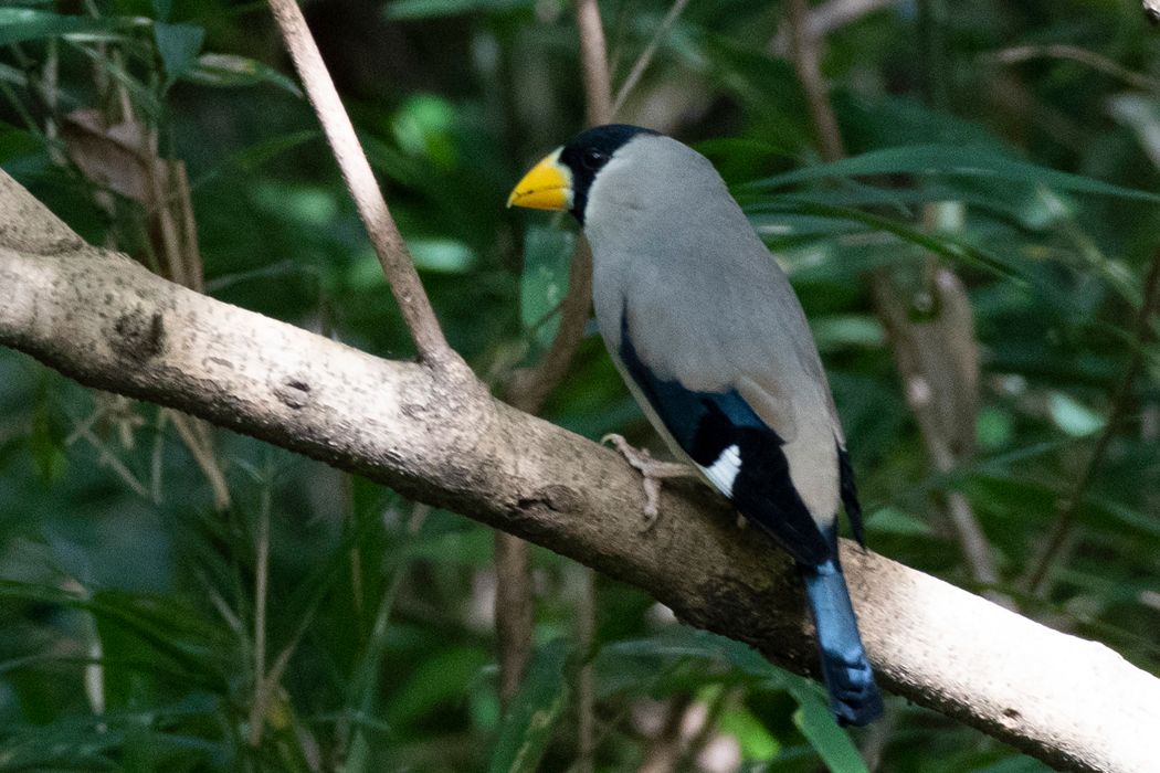 2022-10-30|イカル>の観察記録