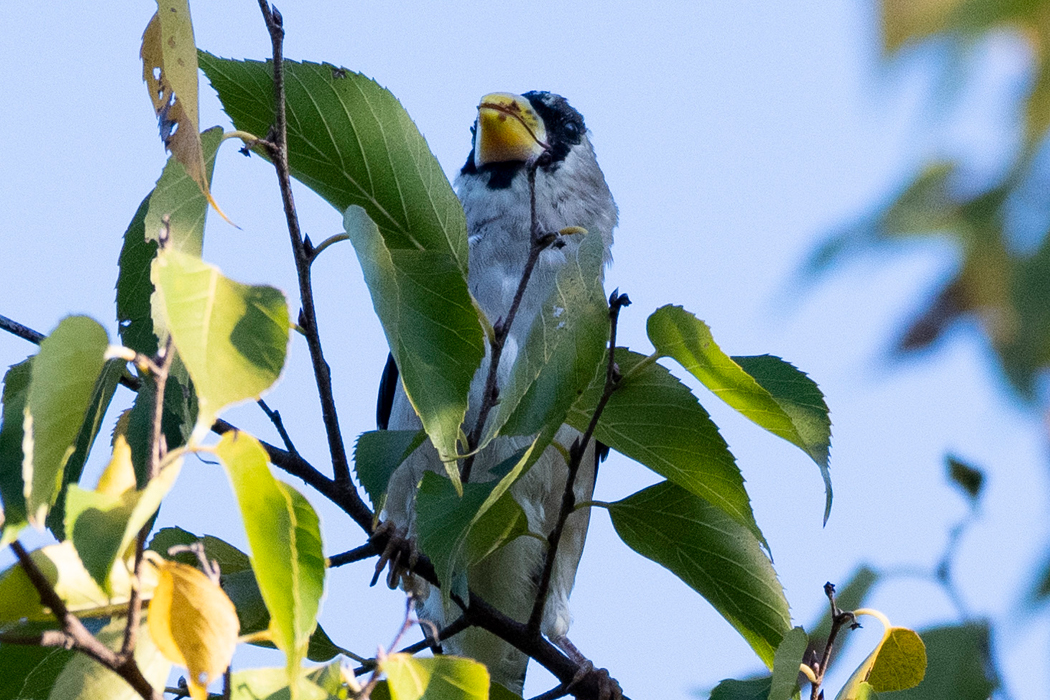 2023-11-03|イカル>の観察記録