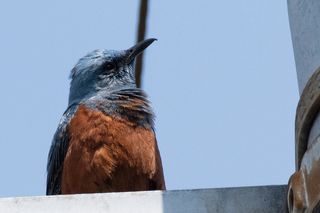 2021-03-27|イソヒヨドリ>の観察記録