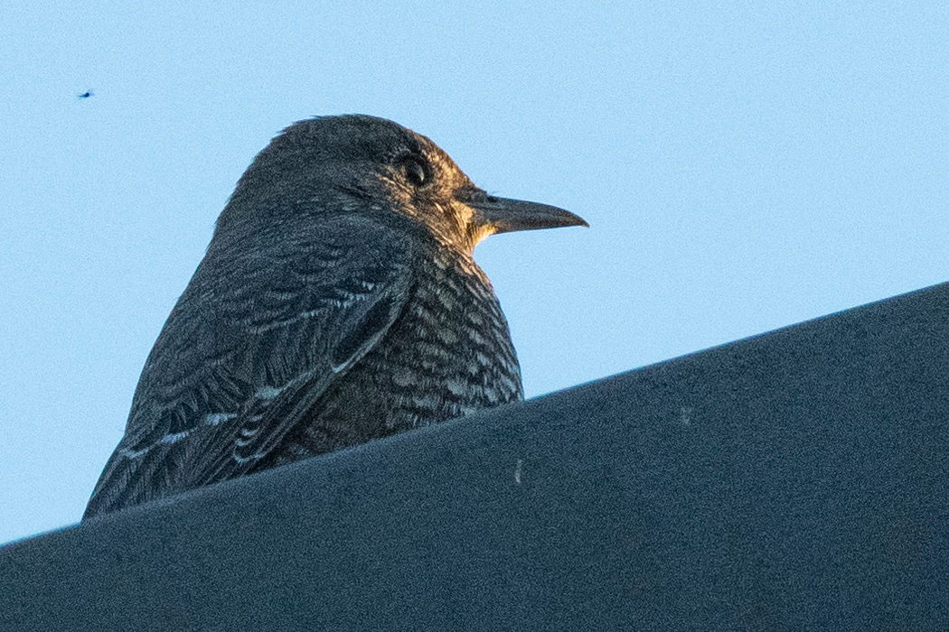 2021-11-13|イソヒヨドリ>の観察記録