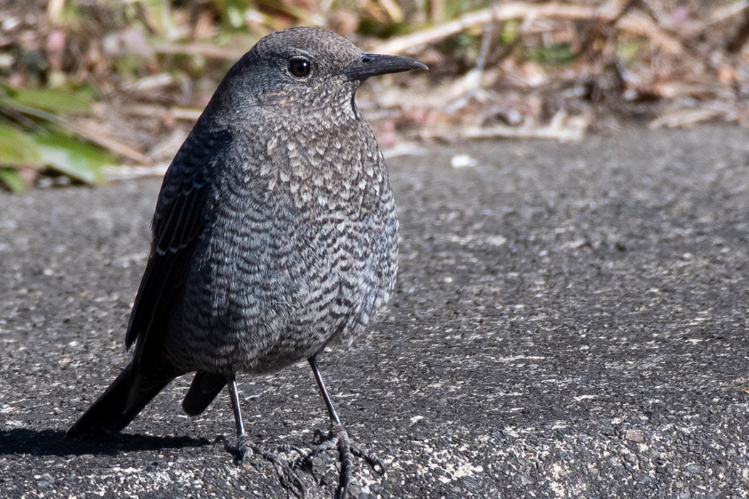 2022-01-03|イソヒヨドリ>の観察記録