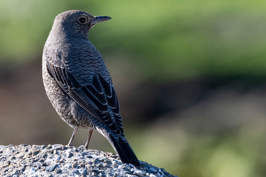 2022-01-22|イソヒヨドリ>の観察記録