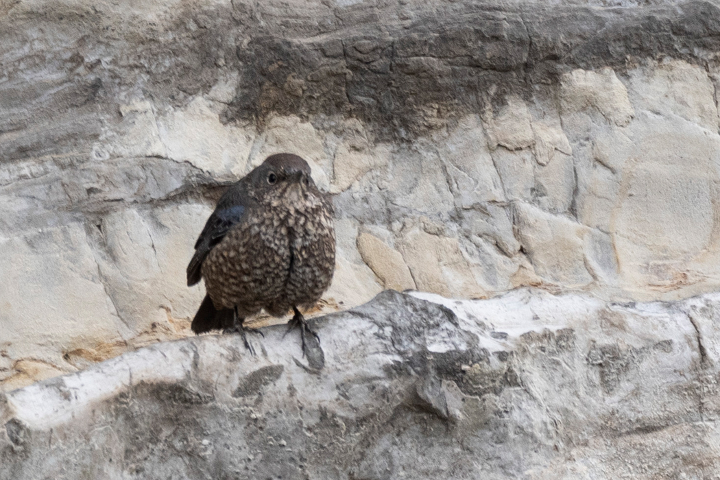 2022-01-30|イソヒヨドリ>の観察記録