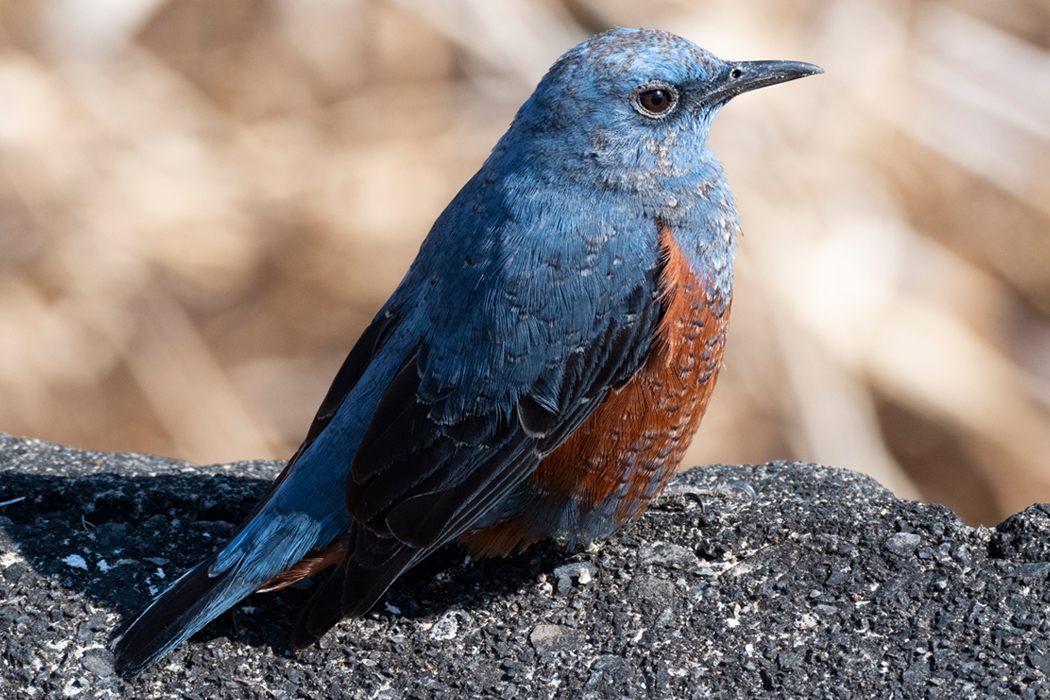 2022-02-12|イソヒヨドリ>の観察記録