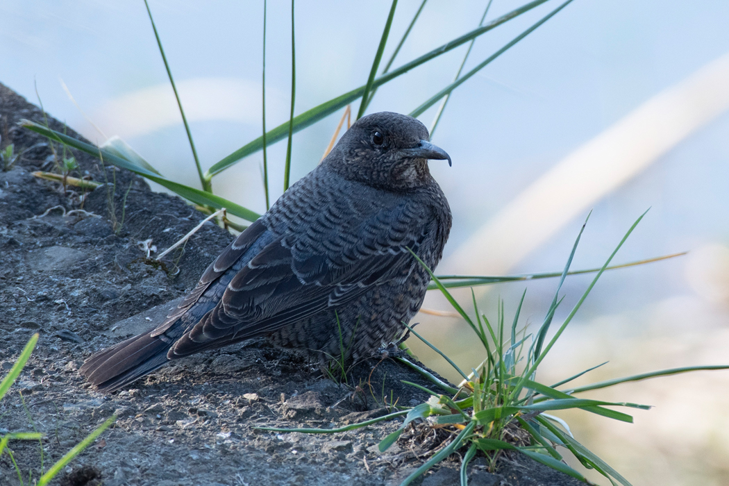 2022-11-03|イソヒヨドリ>の観察記録
