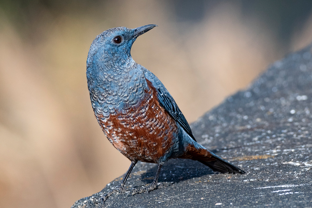 2022-12-04|イソヒヨドリ>の観察記録