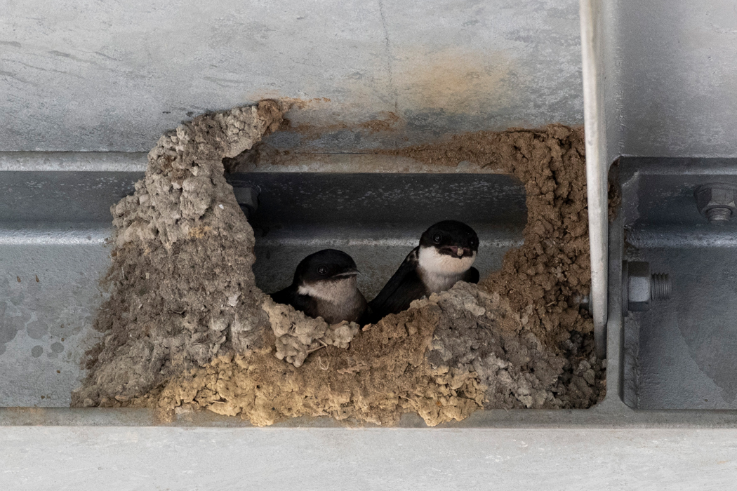 2021-04-18|イワツバメ>の観察記録