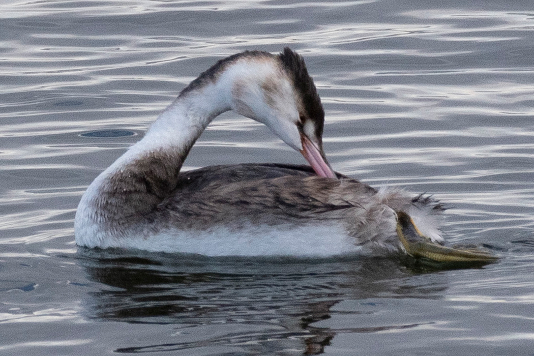 2022-12-11|カンムリカイツブリ>の観察記録
