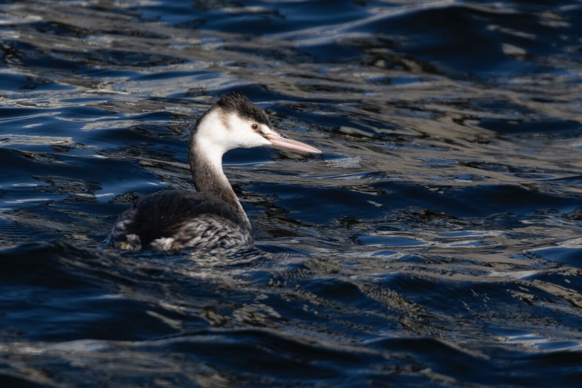 2025-01-04|カンムリカイツブリ>の観察記録