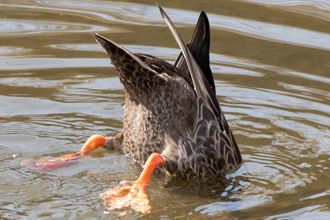 2021-03-27|カルガモ>の観察記録