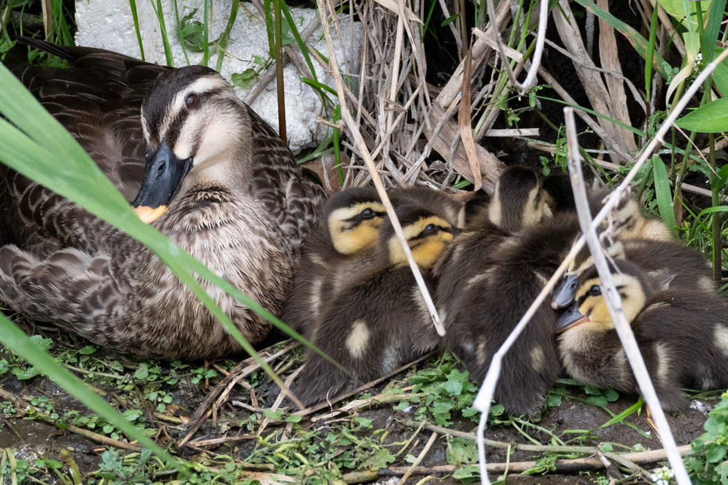 2021-06-13|カルガモ>の観察記録