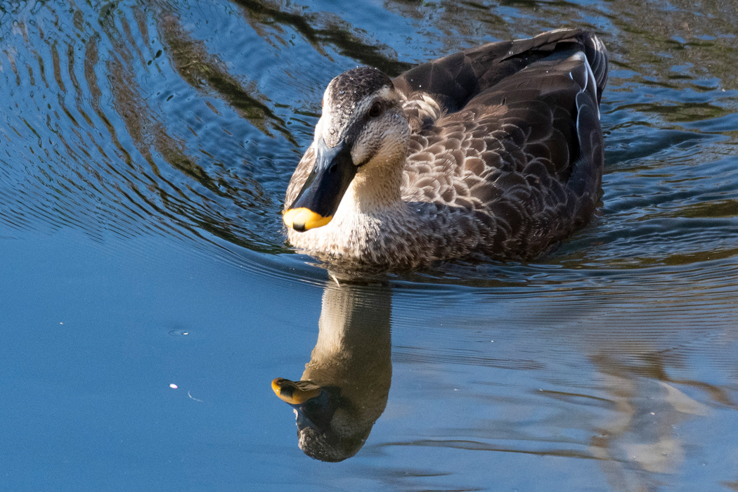 2023-11-03|カルガモ>の観察記録