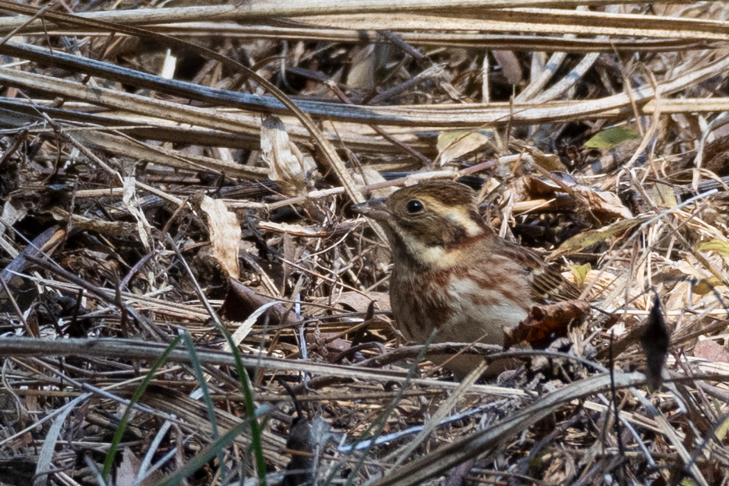 2021-12-11|カシラダカ>の観察記録