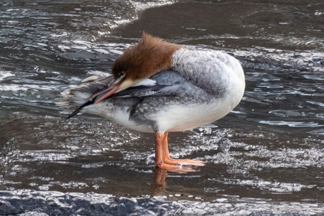2022-12-11|カワアイサ>の観察記録