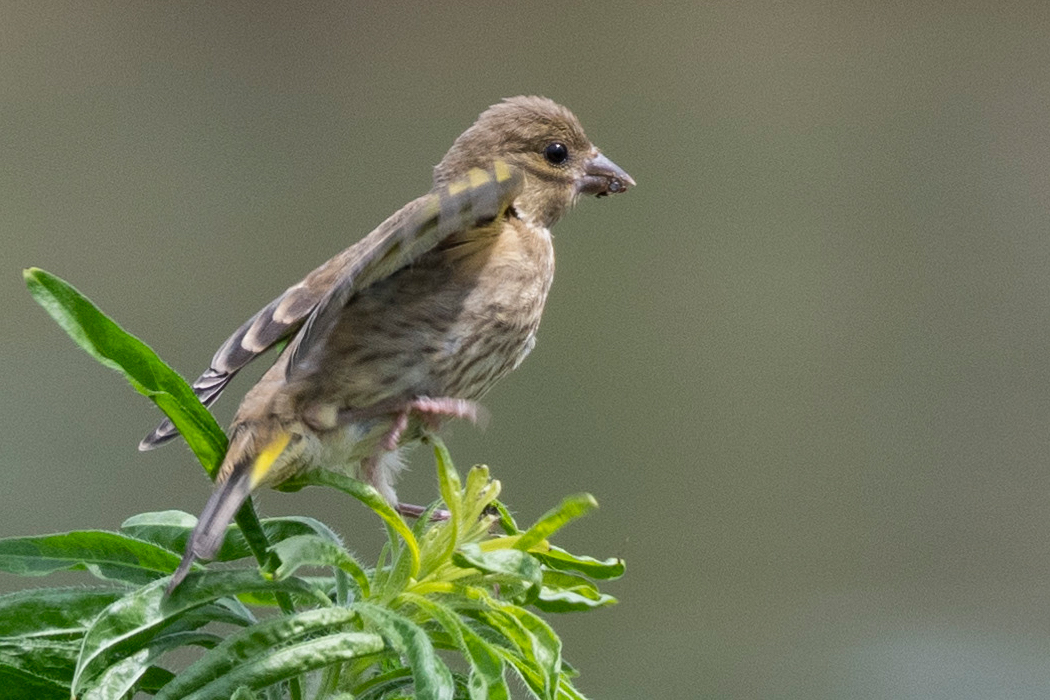 2021-07-11|カワラヒワ>の観察記録
