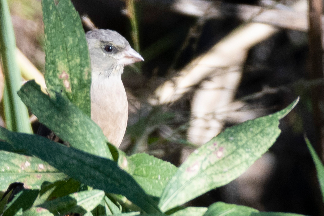 2021-11-13|カワラヒワ>の観察記録