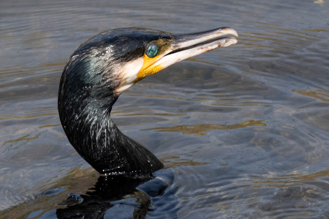 2021-03-27|カワウ>の観察記録