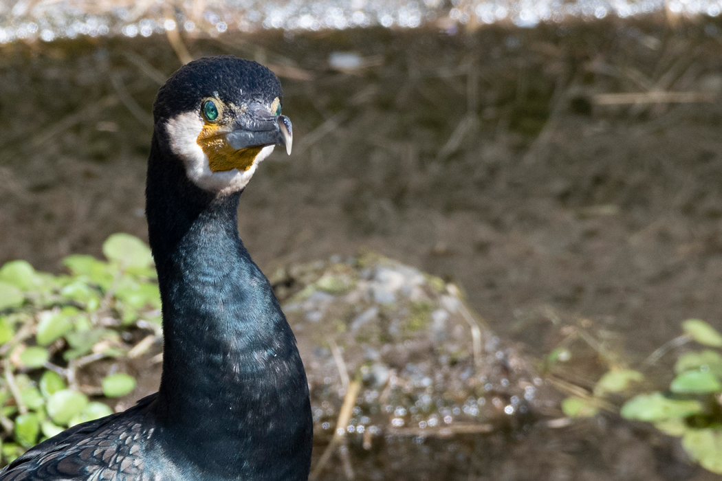 2021-10-24|カワウ>の観察記録