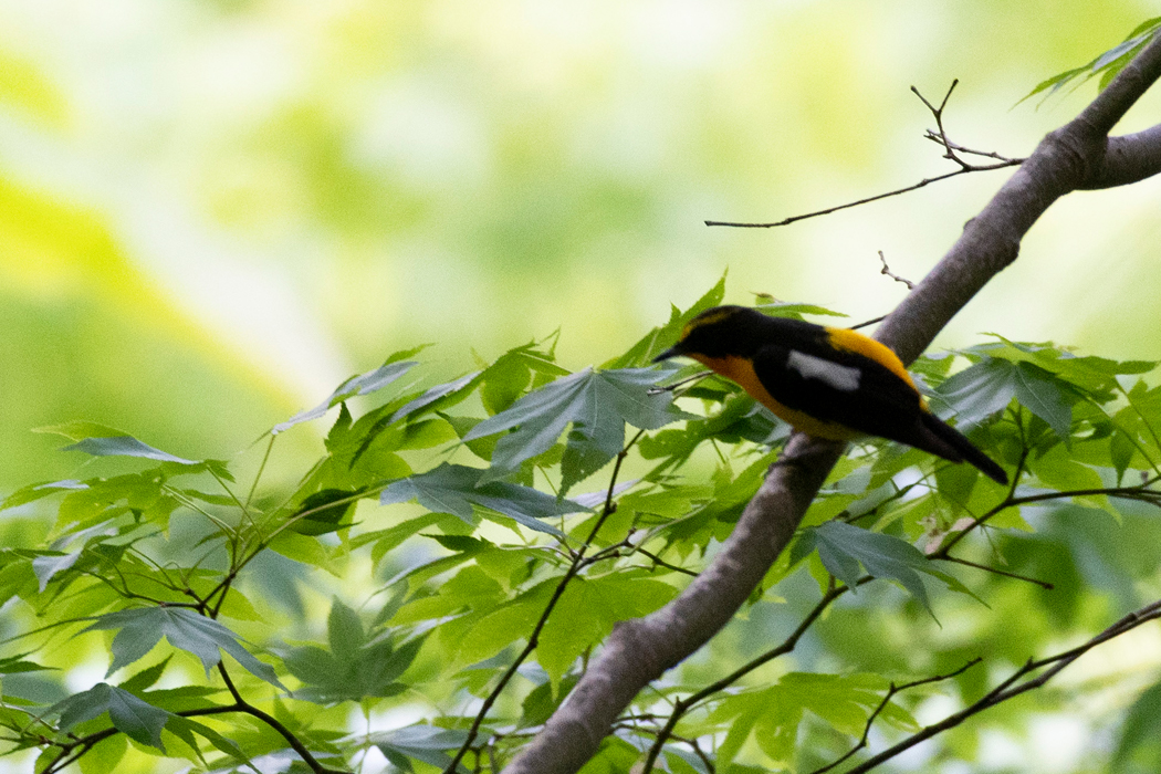 2021-05-03|キビタキ>の観察記録