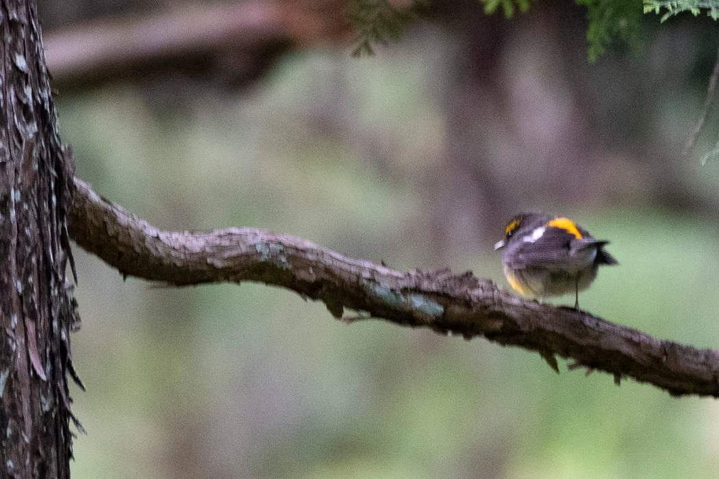 2021-05-04|キビタキ>の観察記録