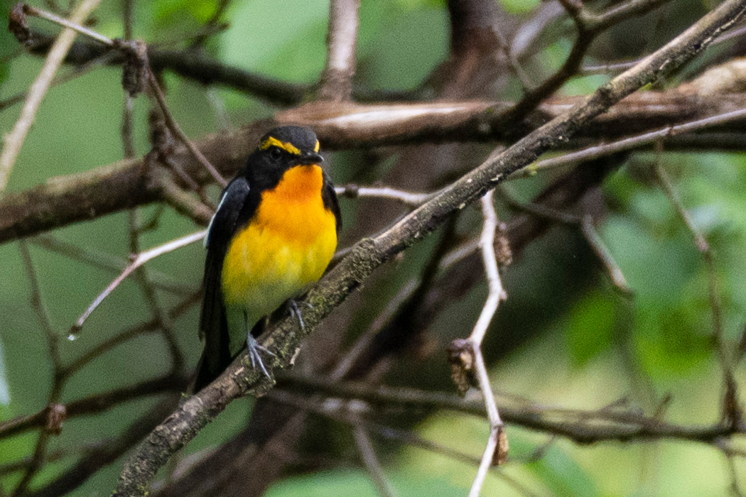 2021-05-23|キビタキ>の観察記録