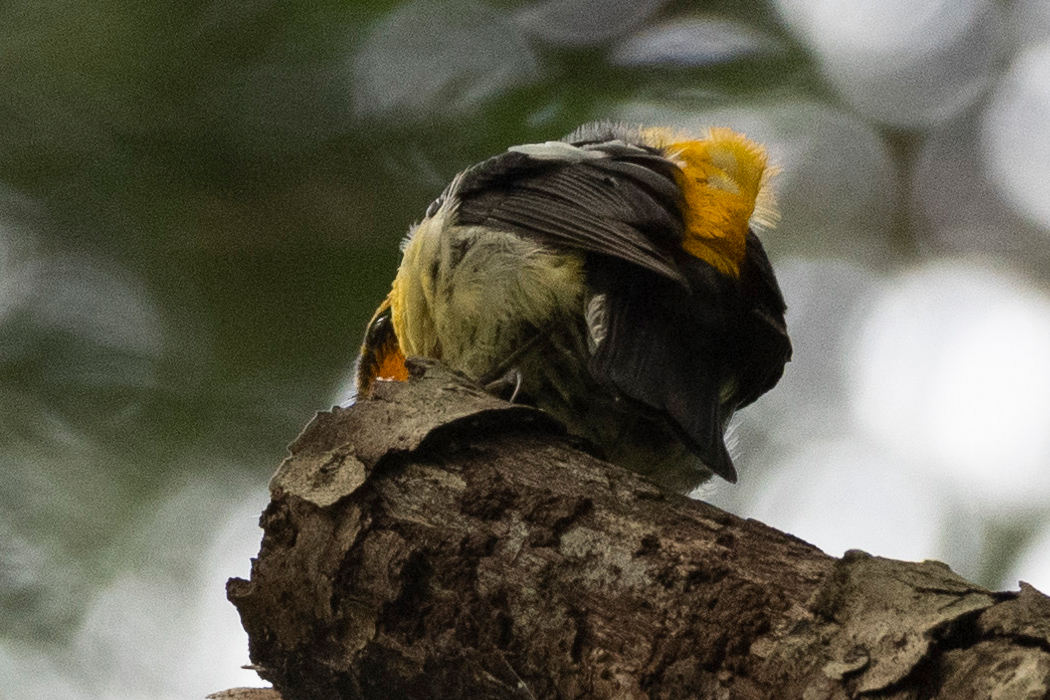 2021-06-12|キビタキ>の観察記録