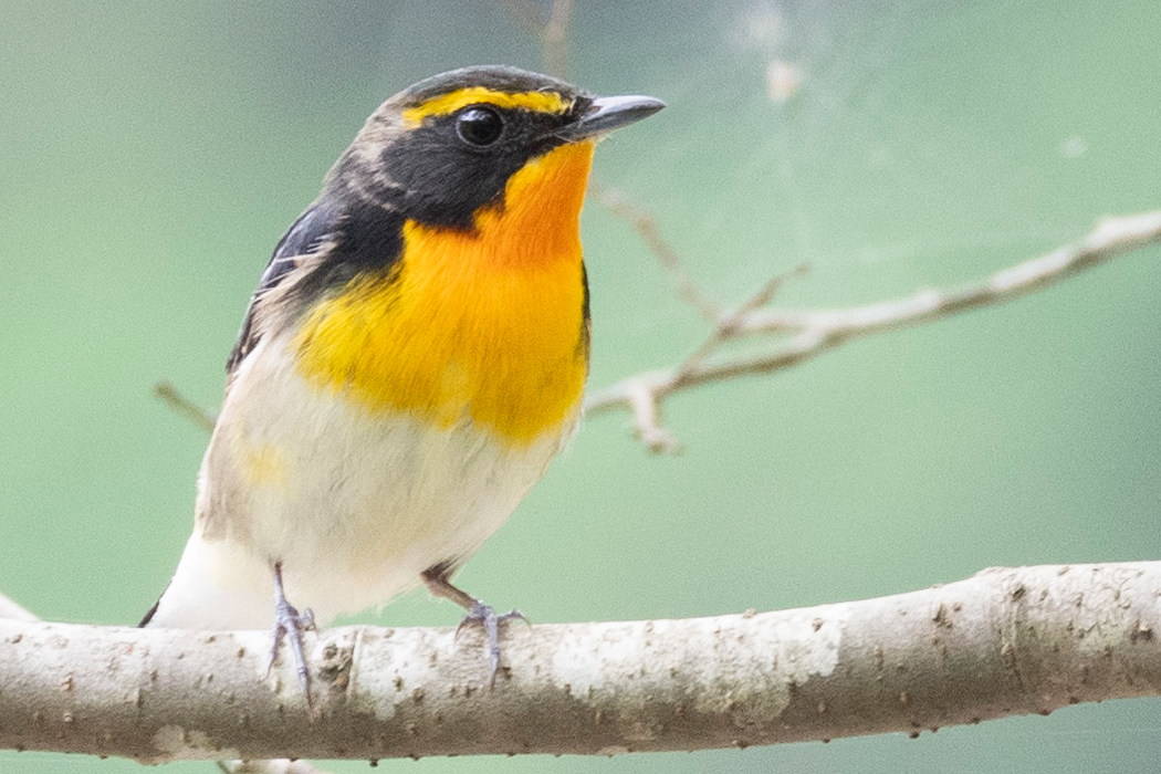 2021-06-12|キビタキ>の観察記録