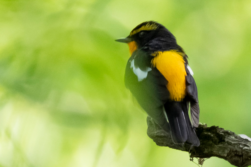 2022-05-04|キビタキ>の観察記録