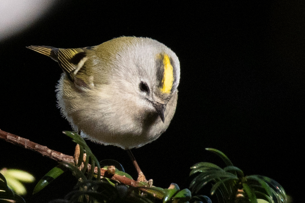 2022-01-03|キクイタダキ>の観察記録
