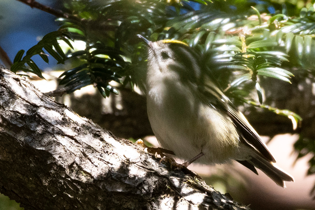 2022-01-04|キクイタダキ>の観察記録