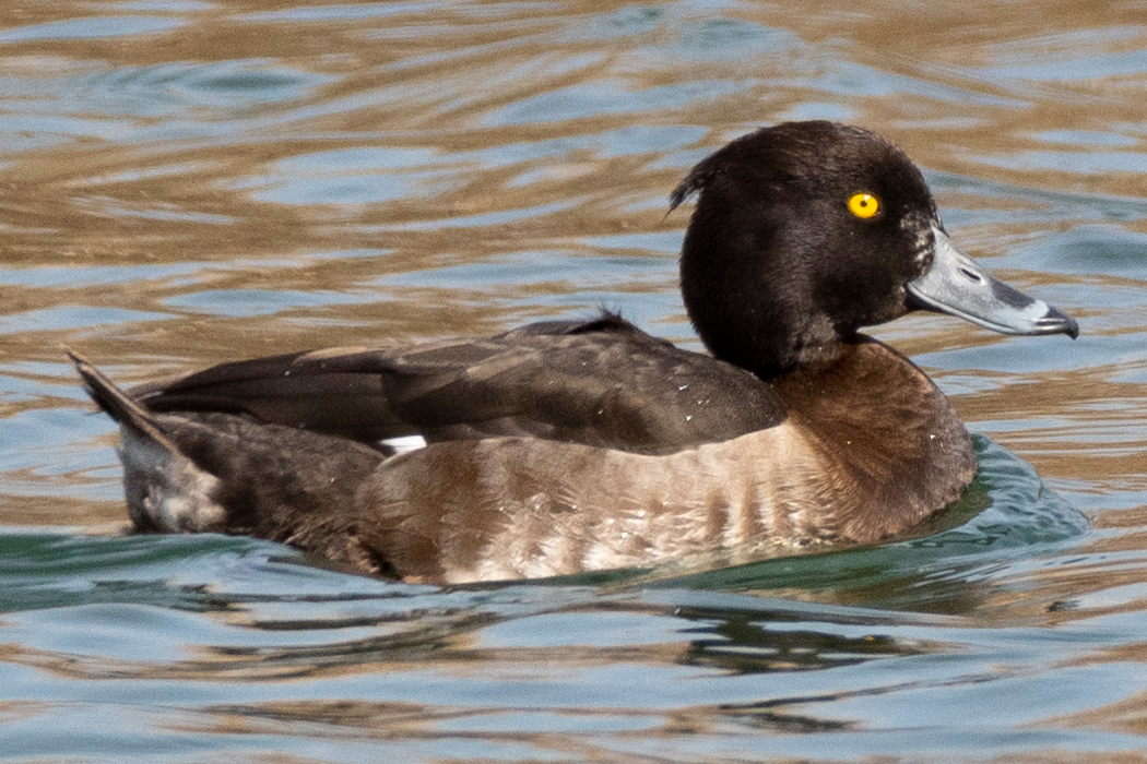 2022-02-12|キンクロハジロ>の観察記録