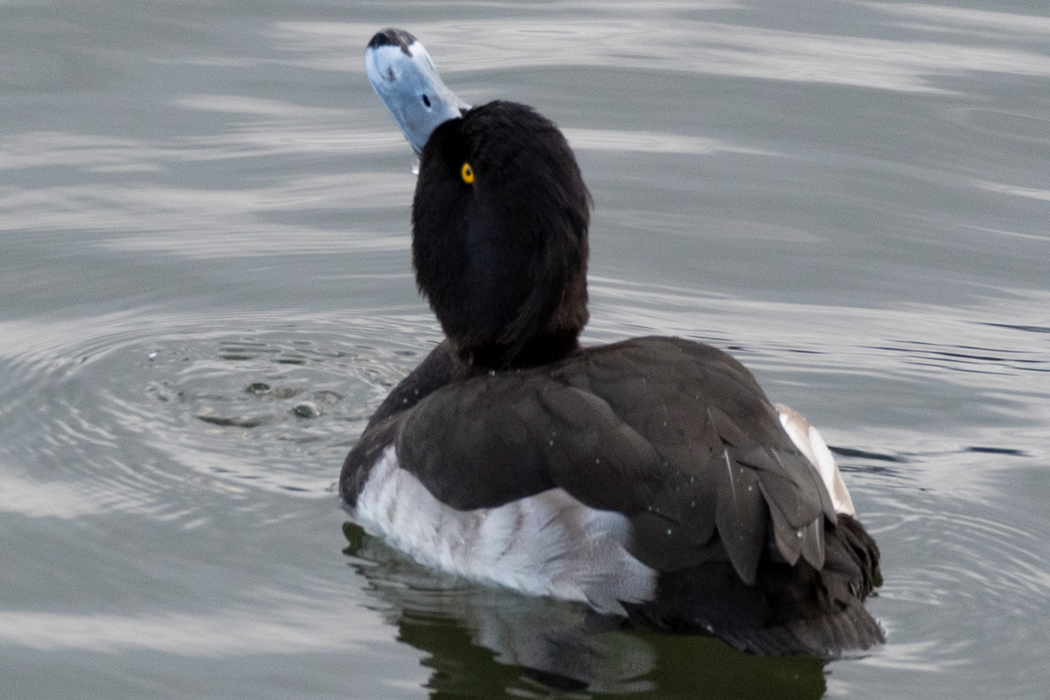 2022-12-11|キンクロハジロ>の観察記録