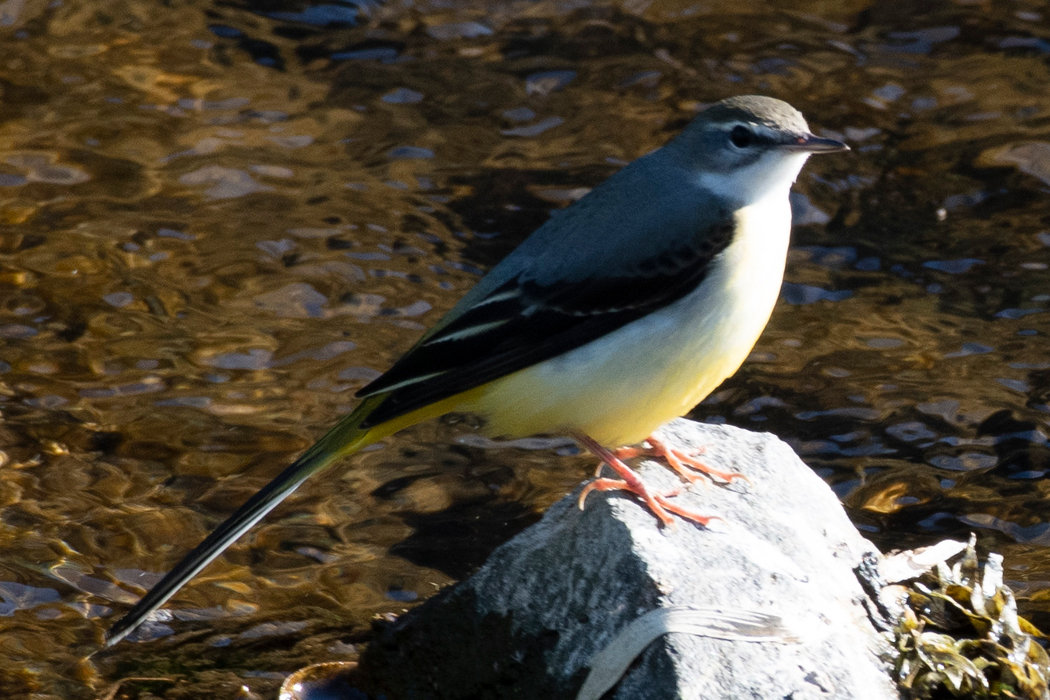 2022-11-03|キセキレイ>の観察記録