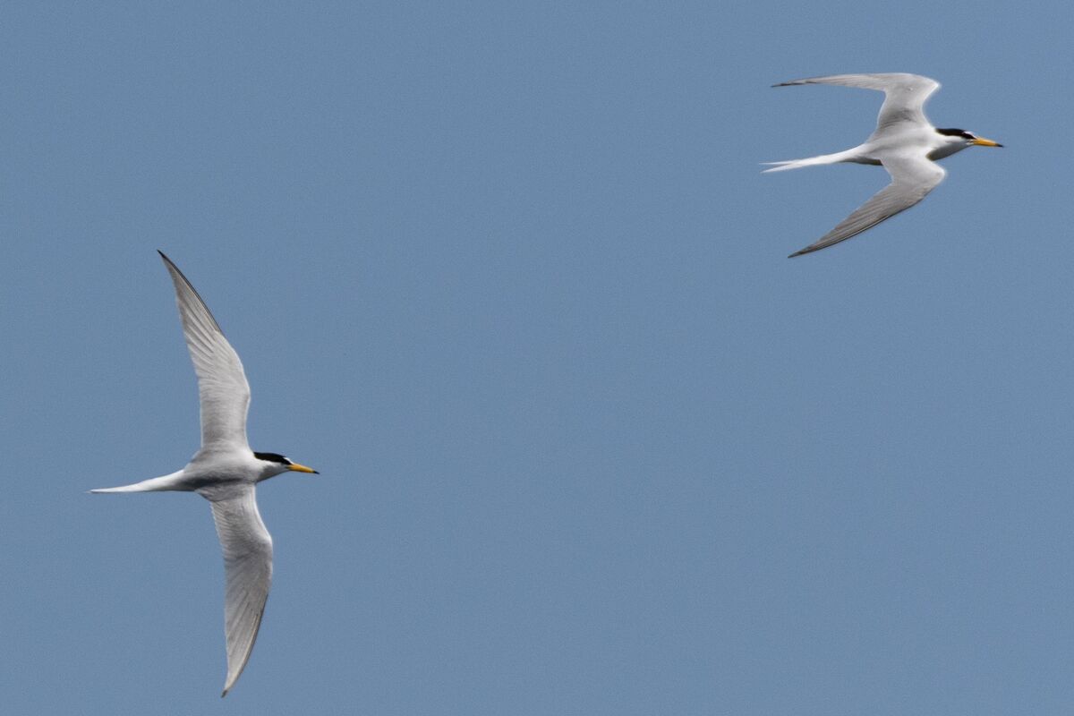 2024-05-03|コアジサシ>の観察記録