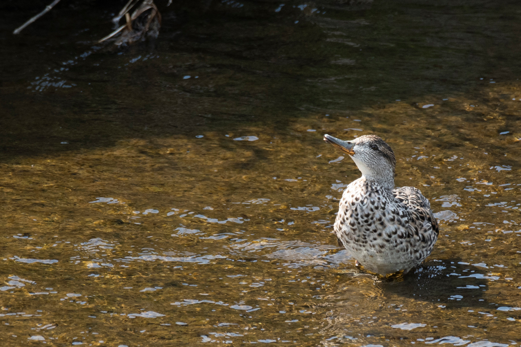 2021-03-27|コガモ>の観察記録