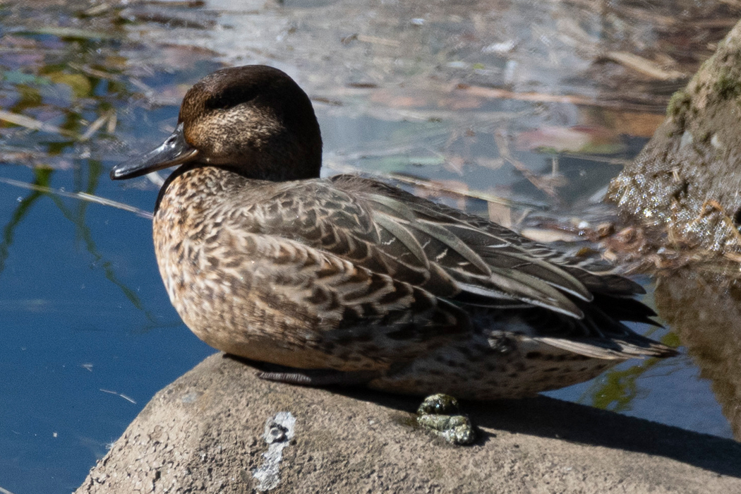 2021-10-24|コガモ>の観察記録