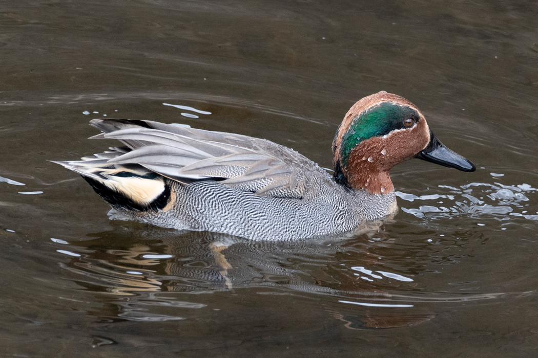 2021-12-31|コガモ>の観察記録