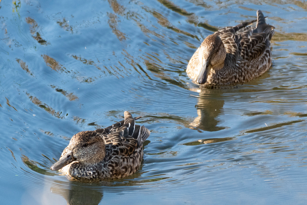 2023-11-03|コガモ>の観察記録