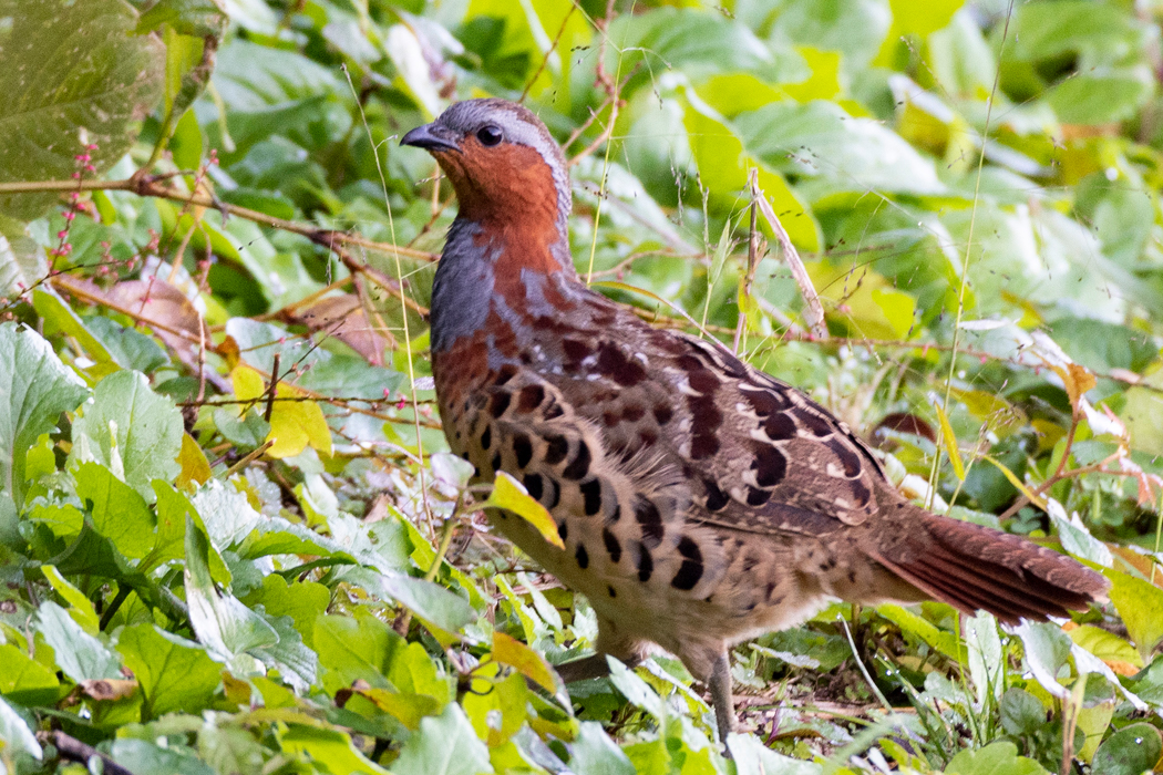2023-11-03|コジュケイ>の観察記録