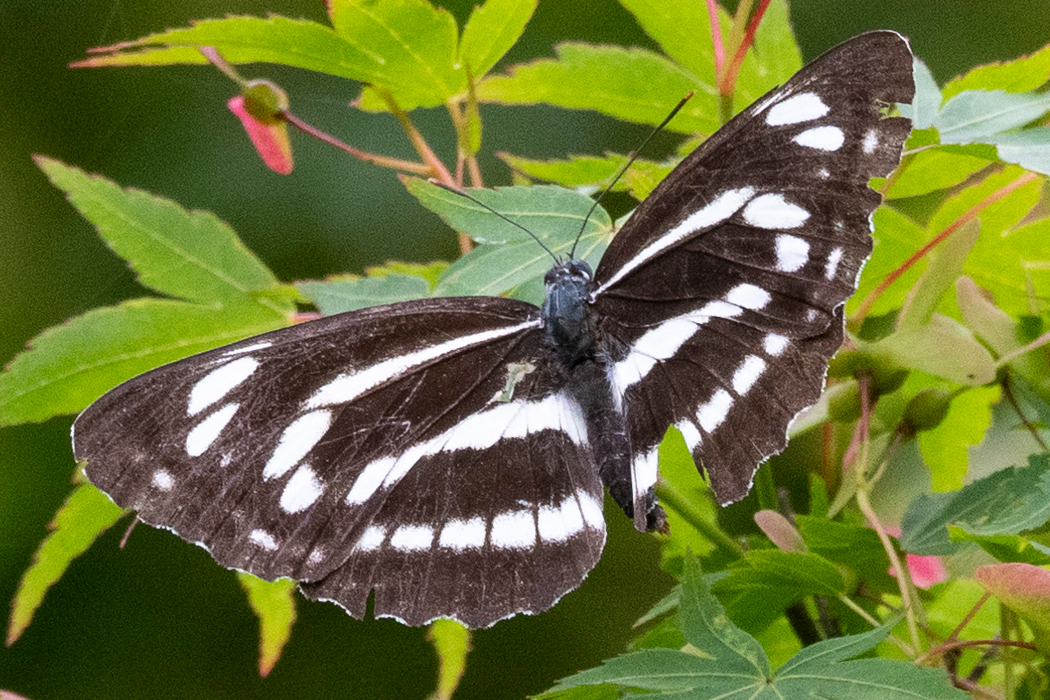 2021-06-13|コミスジ>の観察記録