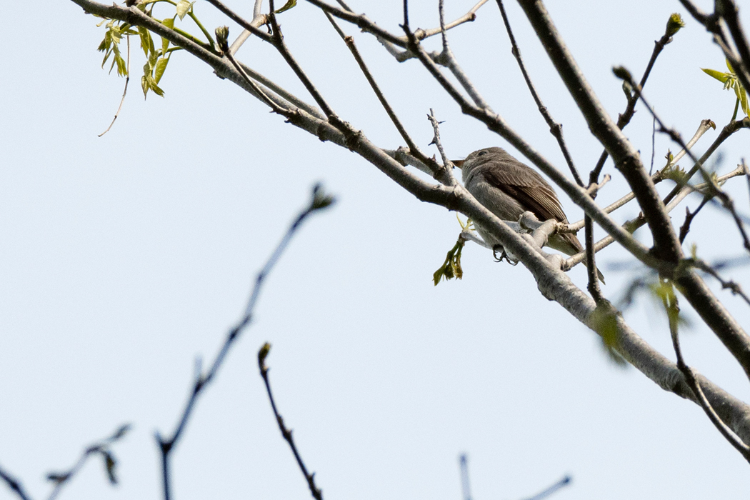 2021-04-25|コサメビタキ>の観察記録