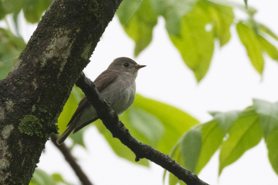 2021-05-23|コサメビタキ>の観察記録