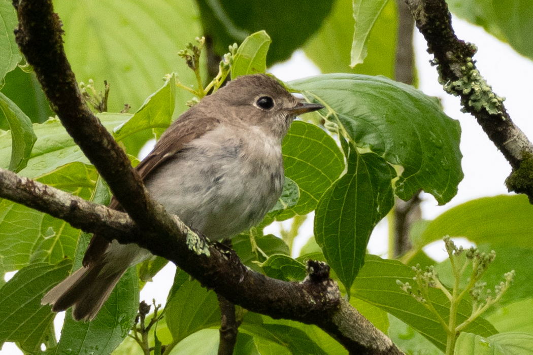 2021-05-23|コサメビタキ>の観察記録