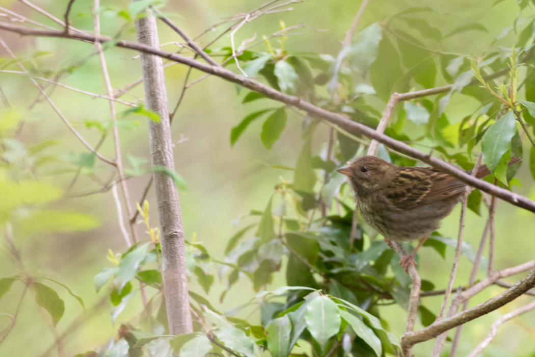 2021-04-25|クロジ>の観察記録