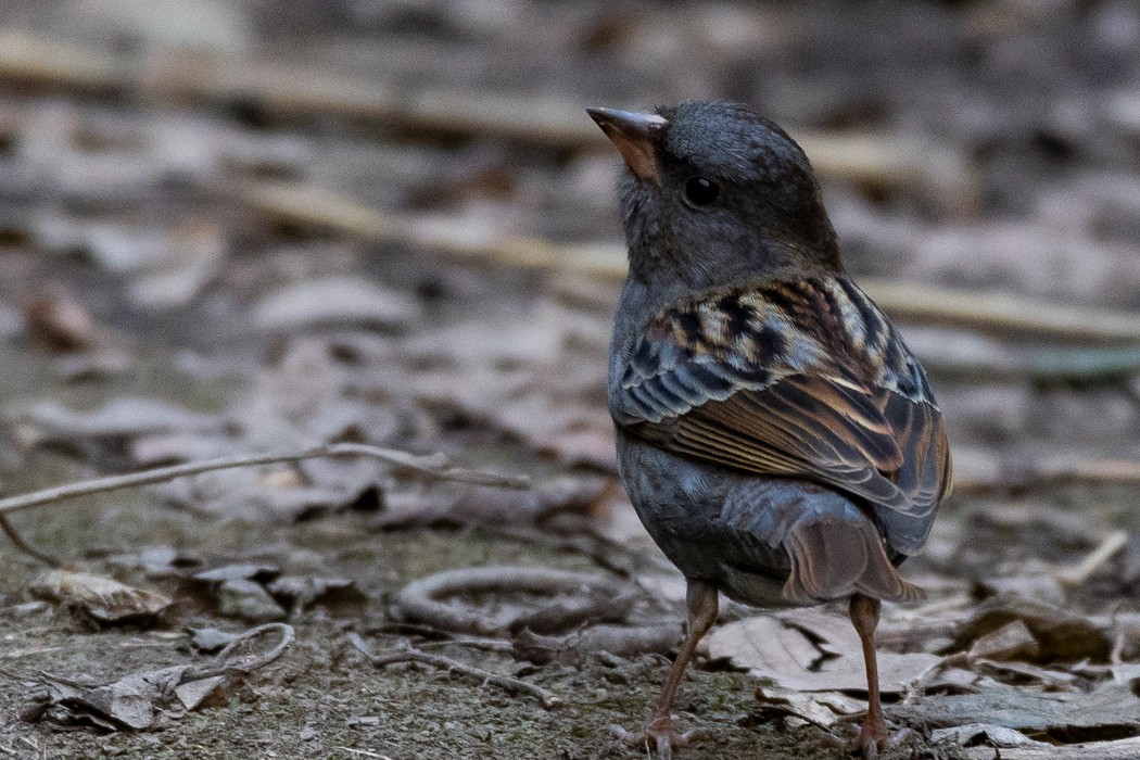 2022-01-22|クロジ>の観察記録