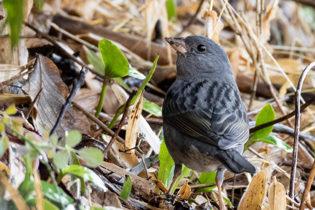 2022-03-20|クロジ>の観察記録