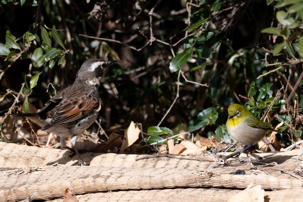2021-12-31|メジロ>の観察記録