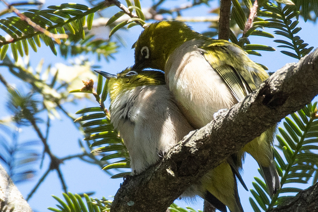 2022-01-03|メジロ>の観察記録