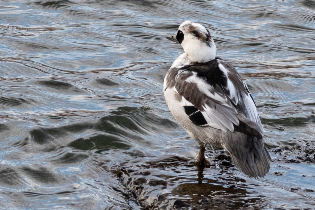 2022-12-11|ミコアイサ>の観察記録
