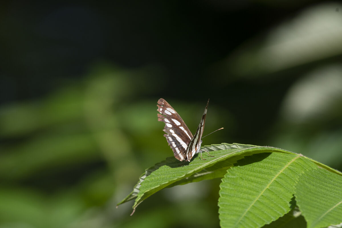 2025-06-15|ミスジチョウ>の観察記録